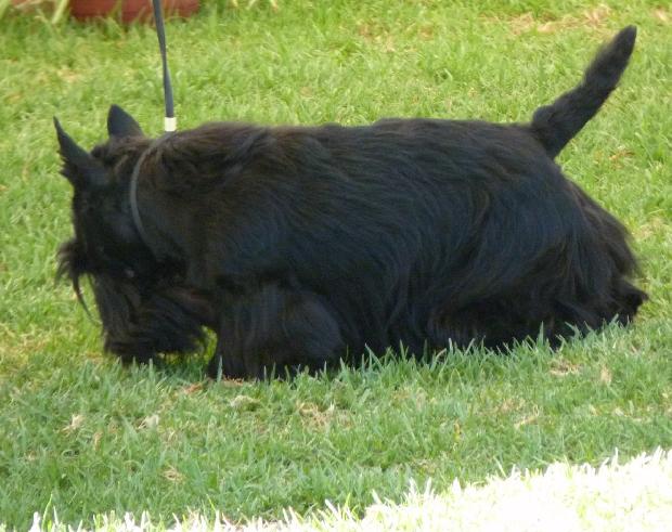 Terrier Escocês