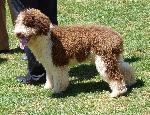 Cães