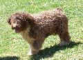 Cão de Água Espanhol