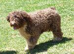 Cães