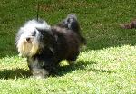 Cães