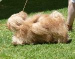 Cães