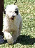 Cão de Água Espanhol
