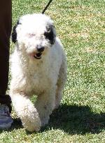 Cães