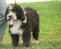 Cão de Água Espanhol