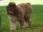 Cães
