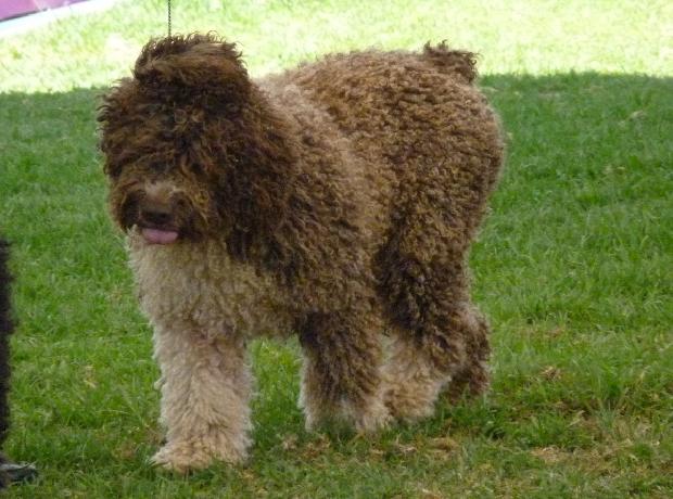 Cão de Água Espanhol