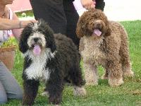Criadores de cães de Água Espanhol