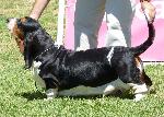 Cães