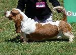 Cães