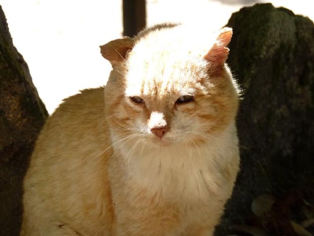 Gato abandonado