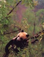 Novas comunidades de Pandas descobertas