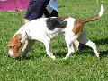 Chien d`Artois