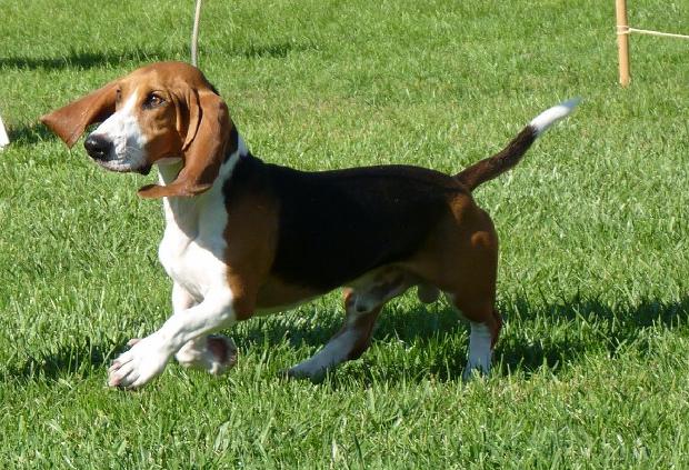 Basset Artesién Normand