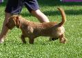 Basset Fauve de Bretagne