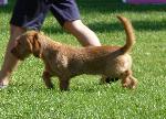 Cães