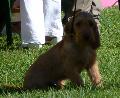 Basset Fauve de Bretagne