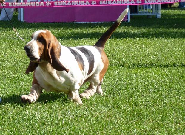 Basset Hound
