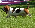 Basset Hound