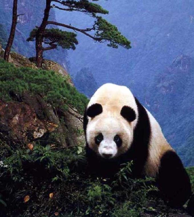 Panda gigante