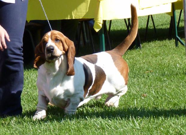 Basset Hound