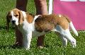 Beagle