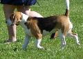Beagle
