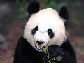 Panda gigante