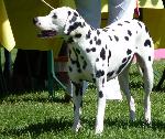 Cães