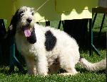 Cães