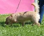 Cães
