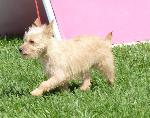 Cães