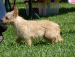 Cães