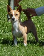 Cães