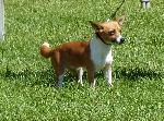 Cães