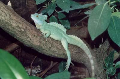 Basiliscus plumifrons