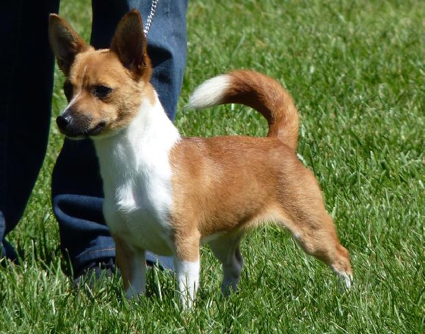 Podengo Português Pequeno de Pêlo Liso