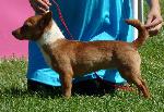 Cães
