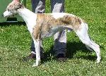 Cães