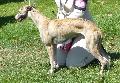 Whippet