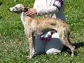 Whippet