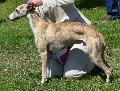 Whippet