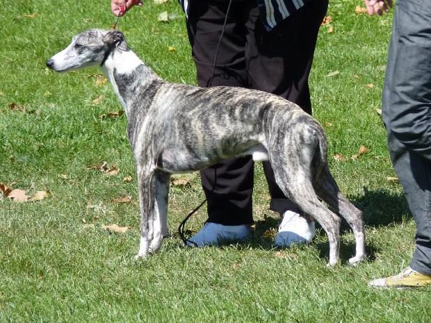 Whippet