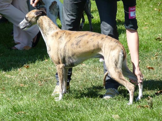 Whippet