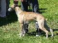 Whippet