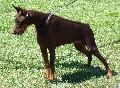 Dobermann