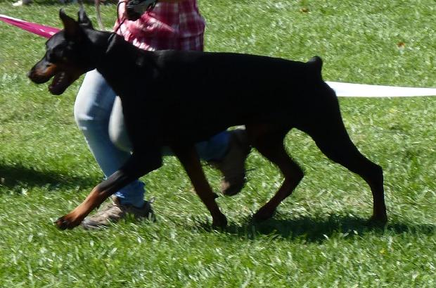 Dobermann