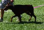 Cães