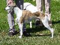 Whippet