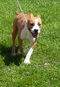 American Staffordshire Terrier
